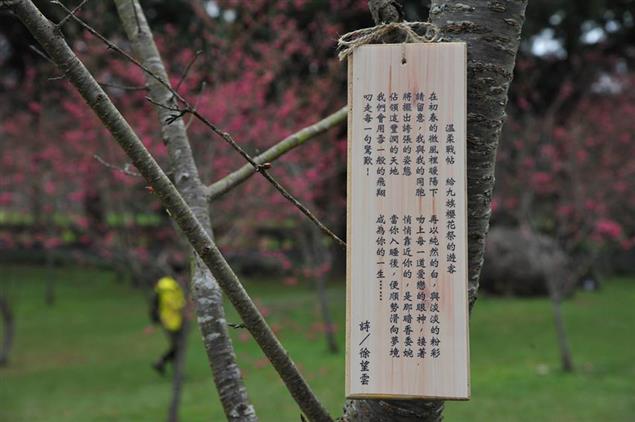 （詩）溫柔戰帖──給九族櫻花祭的遊客（風景版）