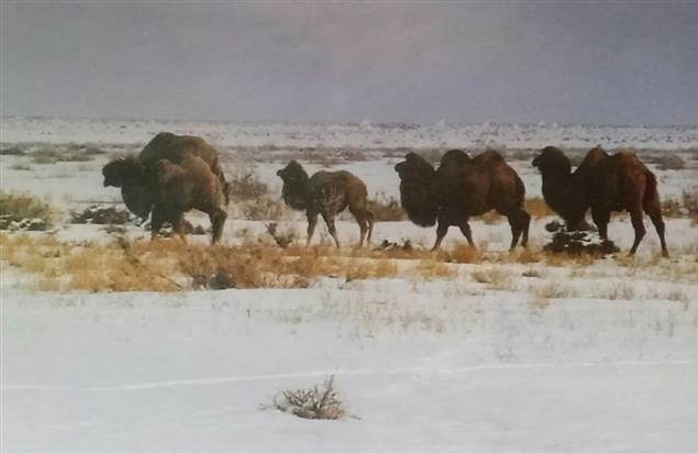 （鄭愁予詩歌賞析）充滿歷史情懷的邊愁／〈殘堡〉、〈野店〉、〈牧羊女〉、〈黃昏的來客〉賞析