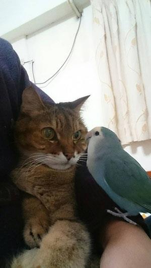 貓鳥相看兩不厭@陳慧文