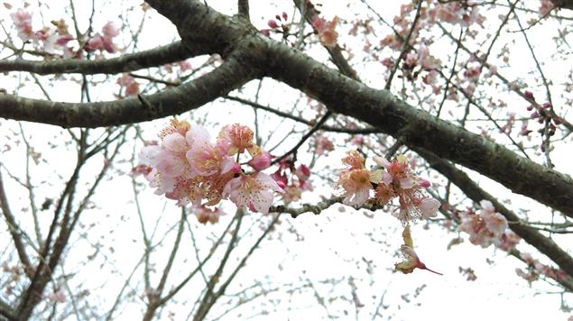 春遊草坪頭賞櫻@陳慧文