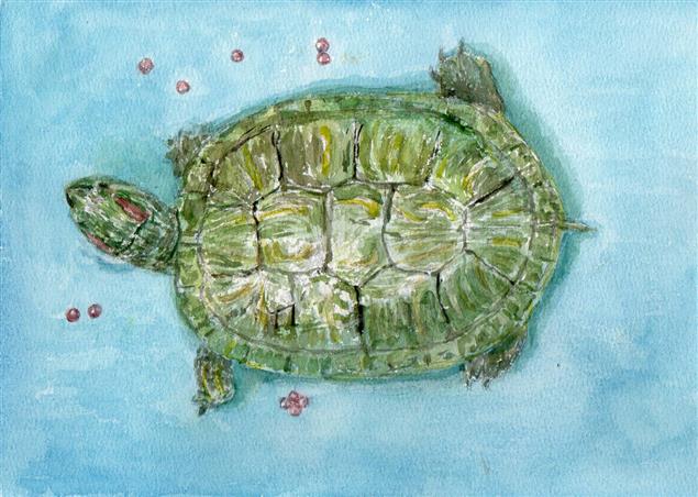 照顧巴西烏龜記事@文：陳慧文   圖：陳鴻文