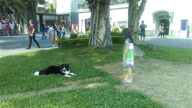 可憐的小黑@陳慧文