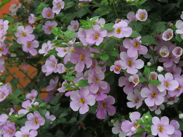 意深又一層─我讀琹川的〈春天〉     琹 涵 