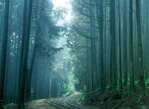 台灣好行阿里山 B1線 自6月15日起提供復康巴士服務