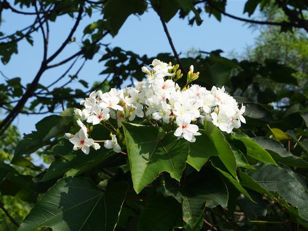 五月雪 九月桐 中秋前夕「油桐花」再度綻放
