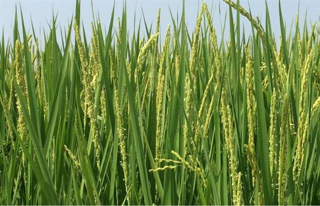 【電子書上線】實穗：中研院數位文化中心三年成果彙編