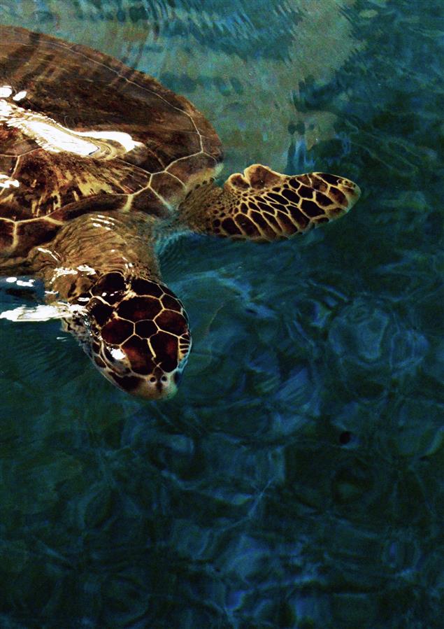 《克比睡不著－與海洋動物的奇幻冒險》導讀 ＆ 推薦序