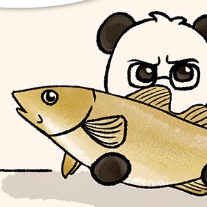 【胖打與北七熊日記】交通鮭魚