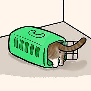 【胖打與北七熊日記】看獸醫當天