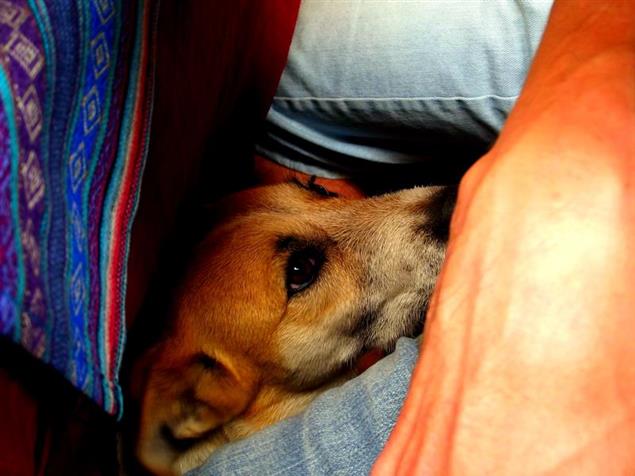 【旅途中 ﹒ 一二事 流浪犬】