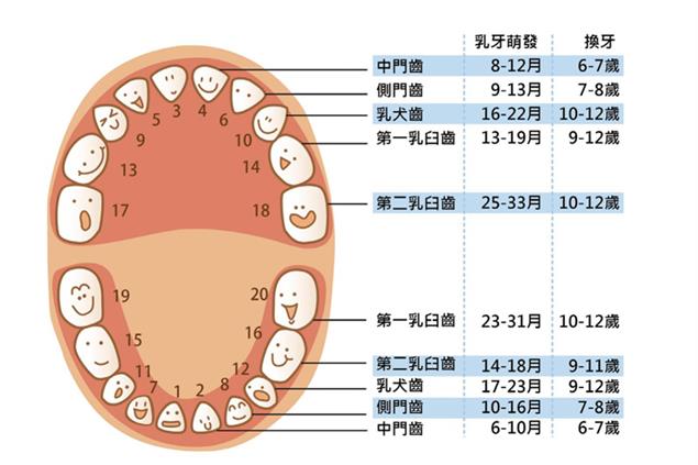 矯正可以不拔牙》四歲乳牙齒列就能進行矯正治療