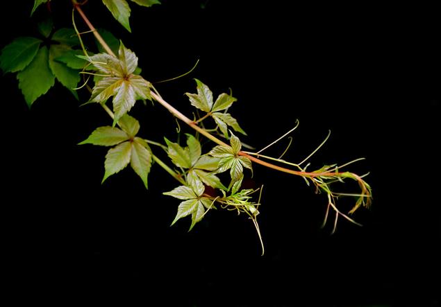 爬山虎（散文）