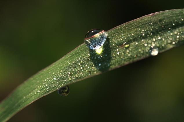 以為下了場雨，其實是秋露凝重！
