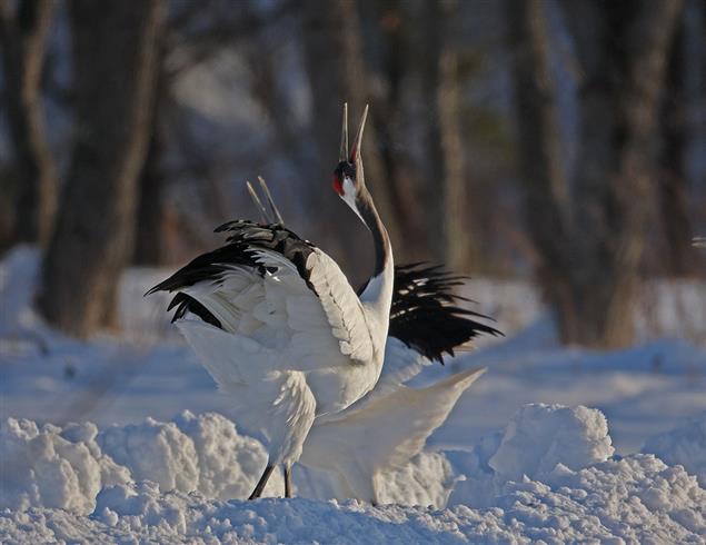 青春少年是樣樣紅（散文）