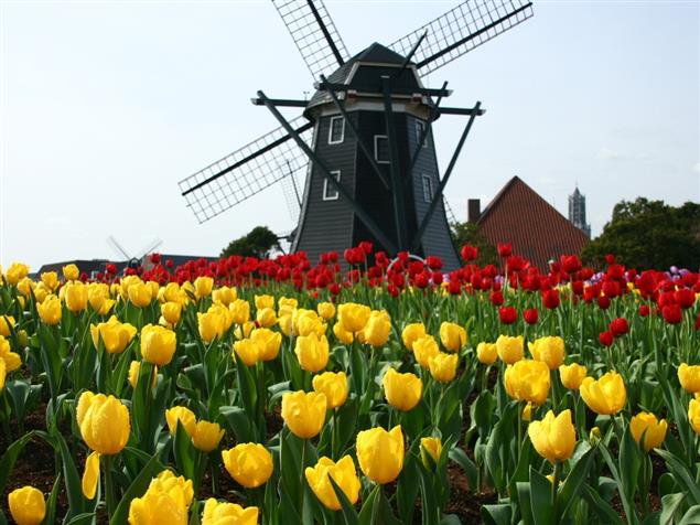 鬱金香的王國——荷蘭