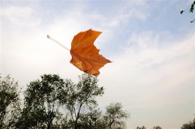 風，葉和樹（短篇小說）