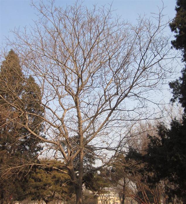 題杏花（古典詩） 