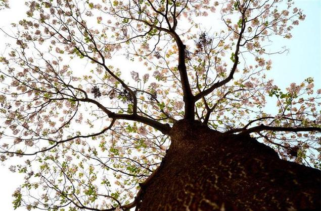 桐花樹下的約定（小說）