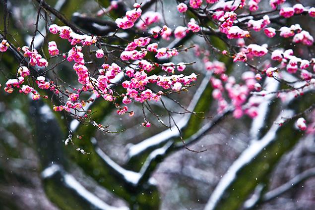 迎春二篇（散文）