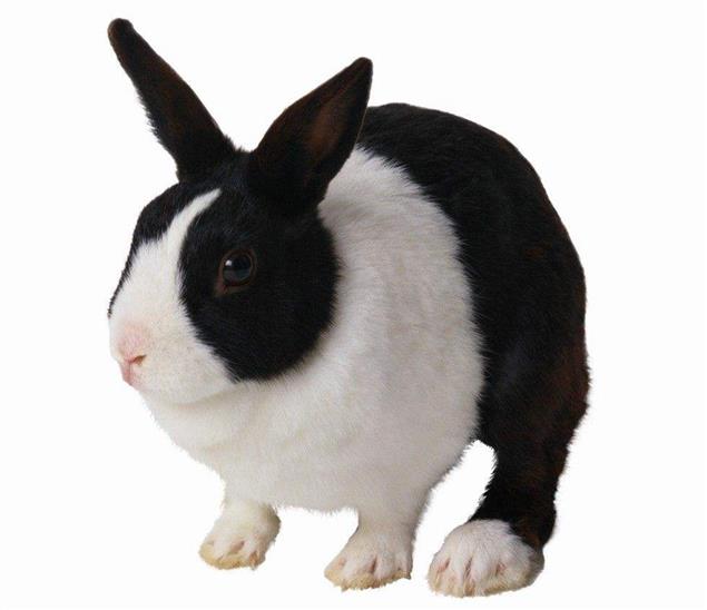 銀狐兔吃掉了黑熊（兒童文學）