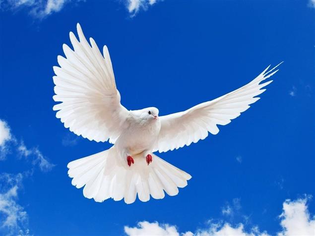 我愛它勝過小八哥