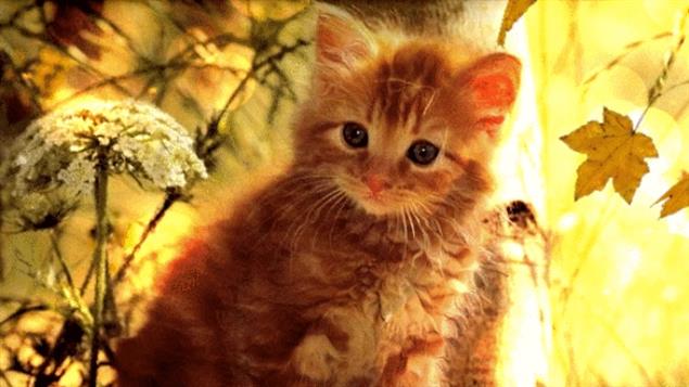 秋天，最該讀哪本書？它是首選！