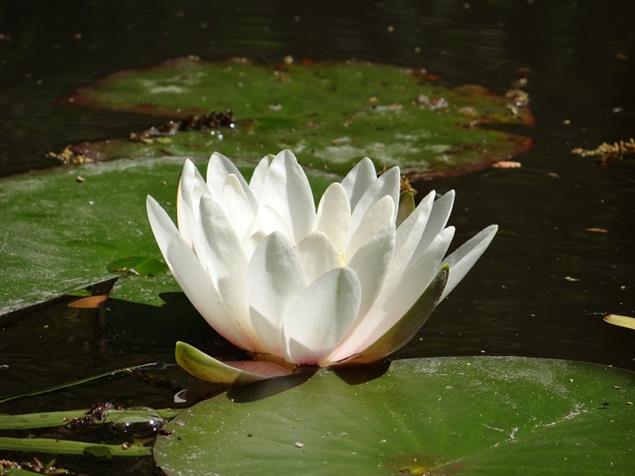 【歐華作協專欄】歐華詩篇第六輯《六月之歌》