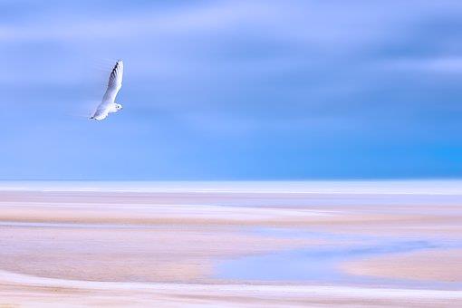 【歐華作協專欄】謝盛友 我的祖国在哪里?