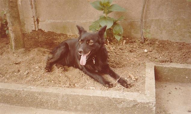 【歐華作協專欄】楊翠屏：黑狗／加彭憶往系列文章