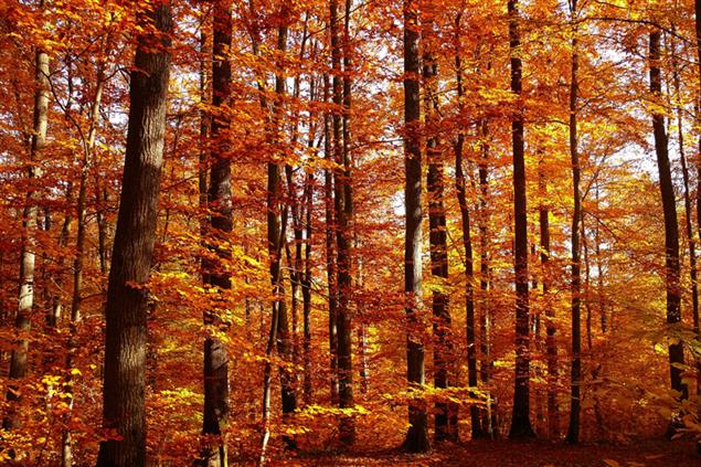 【歐華作協專欄】穆紫荊：秋望