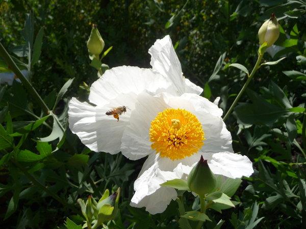 母與女/張棠【詩】