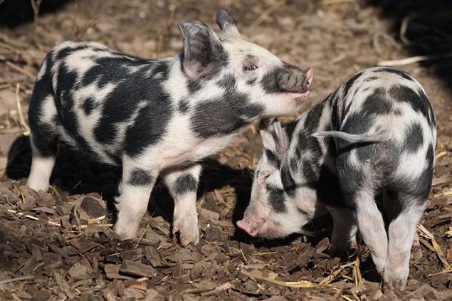 推理小說《肉豬殺人事件》
