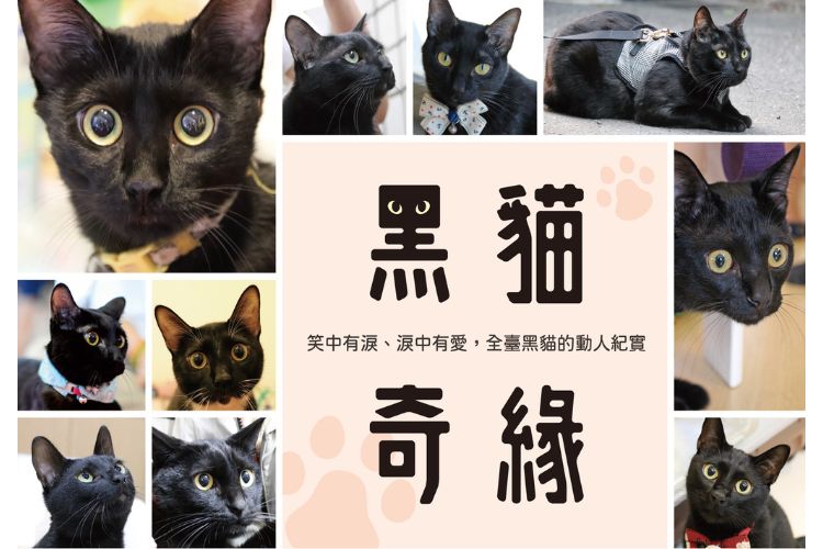 【國際黑貓日】13個黑貓小百科：來自500個黑貓家庭的真實觀察